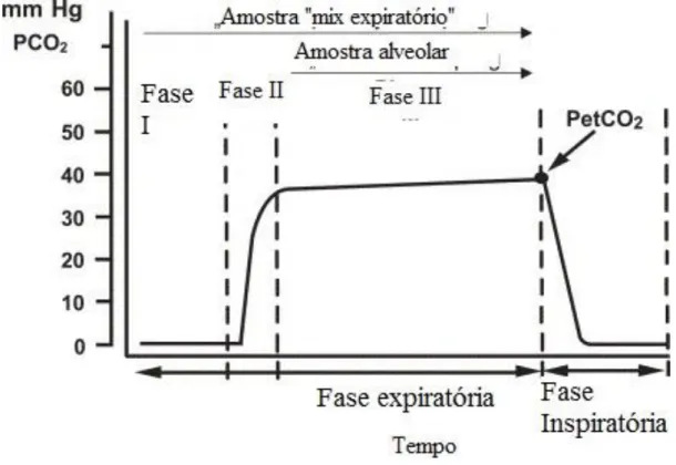 Figura 3: Respiração dividida em várias fases tendo em conta a concentração de CO 2  (adaptado de Miekisch  et alii., 2004) No gráfico pode observar-se as várias fases da respiração