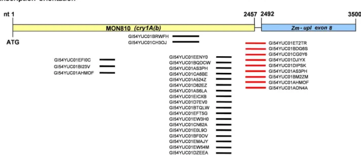 Figure 2. mRNA-seq reads matching the cry1A(b) transgene coding sequence, mapped over a schematic representation of the 3’