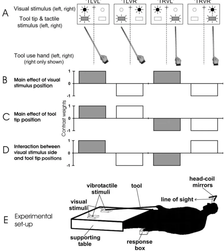 Figure 1. Methods and analysis. A. Four of the eight experimental conditions are depicted (i.e., for the right hand tool use experiment only)