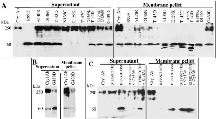 Figure 2. Oligomerization of Cry1Ab proteins. Panel A, Cry1Ab and mutant protoxins were proteolytically activated with M sexta midgut proteases in the presence of SUV liposomes and scFv73 antibody