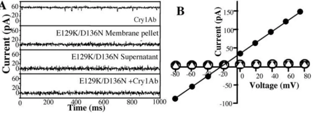 Figure 4. In vitro analysis of the Dominant Negative phenotype of E129K/D136N mutant. Pore formation activity of oligomeric structures obtained as described in figure 2C