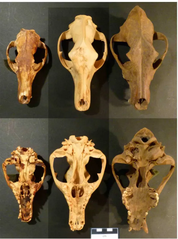 Figure 1. The skulls of thylacines (left WAM F6358 and centre WAM F6353) and a dingo (far right WAM 68.4.1) from sub-fossil deposits from the Nullarbor region of Western Australia