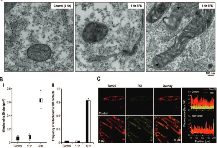 Figure 2. Rapid stimulation promotes mitochondrial fusion, SR colocalisation and increased frequency of SR: mitochondrial contact sites