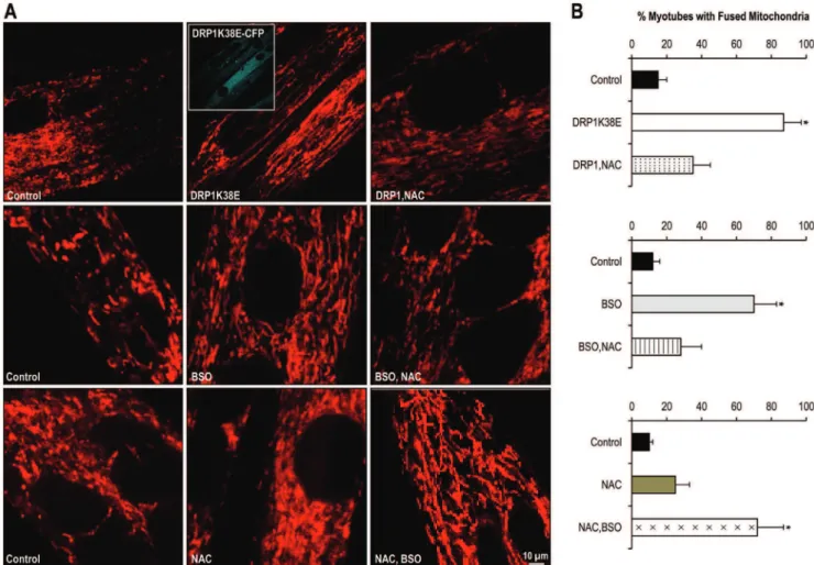 Figure 3. DRP1K38E expression and altered GSH synthesis modulate mitochondrial plasticity in C2C12 myotubes