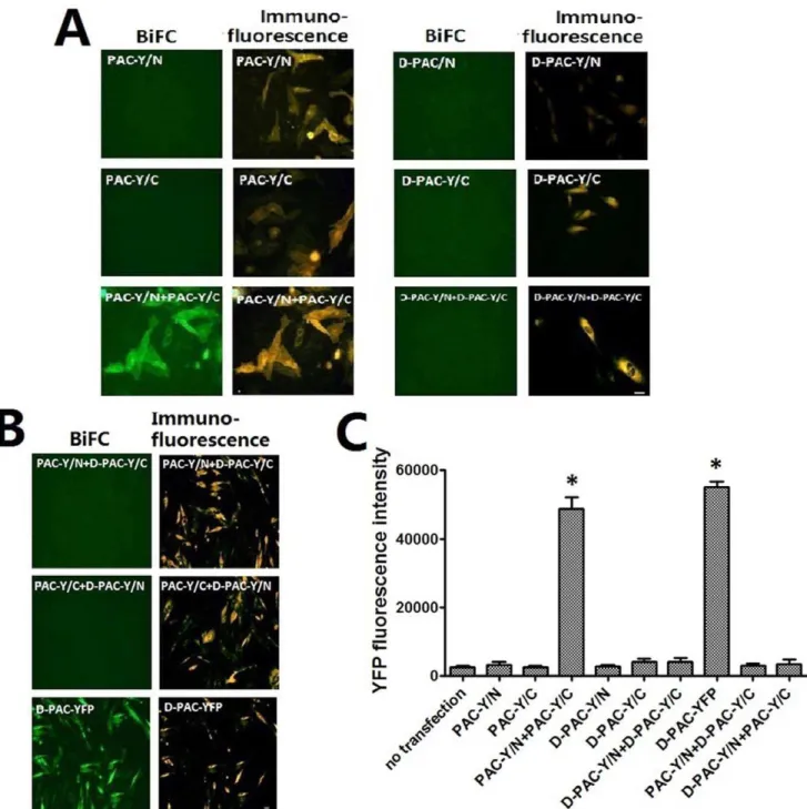 Figure 3. Bimolecular fluorescence complementation and immunofluorescence (A, B). Shown were fluorescence images of CHO cells expressing various receptor constructs, as indicated