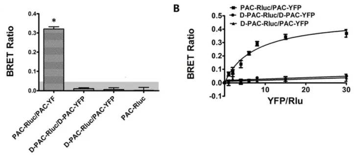 Figure 4. Static BRET assays (A). Shown were BRET ratios generated from CHO cells expressing Rlu-tagged receptor with YFP-tagged receptor constructs as indicated