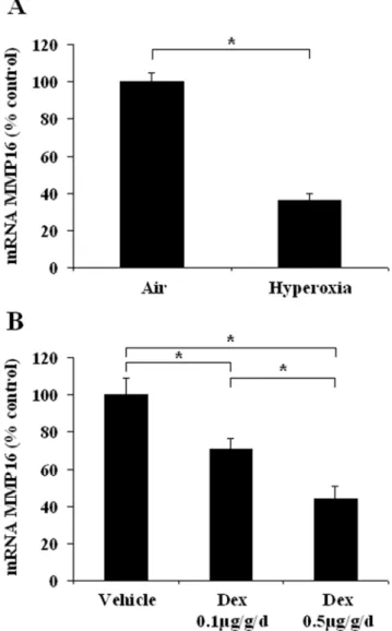 Figure 4. Changes in lung MMP16 mRNA expression in newborn rats exposed to insults associated with alveolar developmental arrest