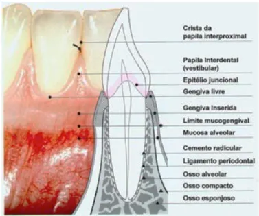 Figura 2: Estrutura do periodonto (Adaptado de Bulhões, 2016). 