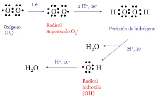 Figura 4: Proceso de formación del radical hidroxilo (adaptado de Terán Soliz, 2016) 