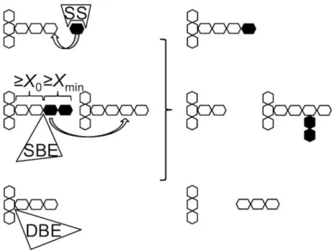 Fig 1. A schematic of starch biosynthesis processes. It shows the key enzymatic steps involved in starch biosynthesis, elongation, branching (for simplicity, only inter-chain branching is shown), and debranching catalyzed by starch synthase (SS), starch-br