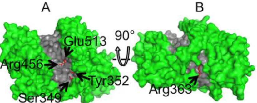 Fig 2. The van der Waals surface of a structural model of wild-type mSBEIIa. The model was generated using SWISS-MODEL with the structure of rice (Oryza sativa L.) SBEI (PDB ID: 3AML) as a template