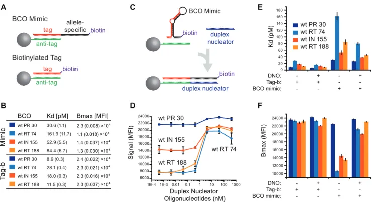 Figure 4A), differential binding can be directly attributed to the BCO allele-specific sequence.