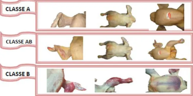 Figura 10 – Classificação do frango: A, AB e B 