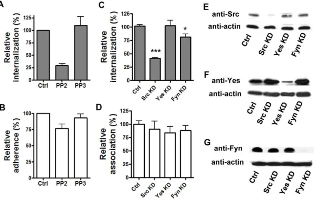 Figure 3. Spore internalization by epithelial cells requires the protein tyrosine kinase Src