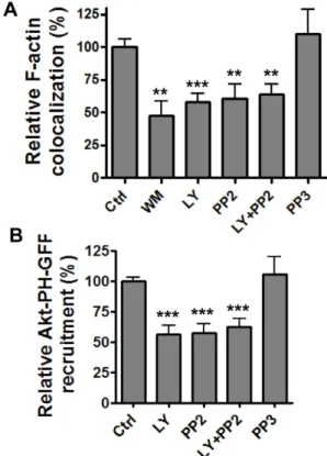 Figure 4. Src and PI3K act in a linear signaling pathway. A, F- F-actin colocalization with spores is reduced in the presence of WM, LY and PP2