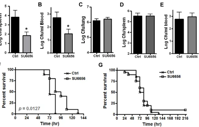 Figure 6. Src activity is important for bacterial dissemination in vivo . A/J mice were treated with SU6656 (7.5 mg/g body weight) or equivalent volumes of solvent 24 hr prior to spore inoculation as described in Materials and Methods