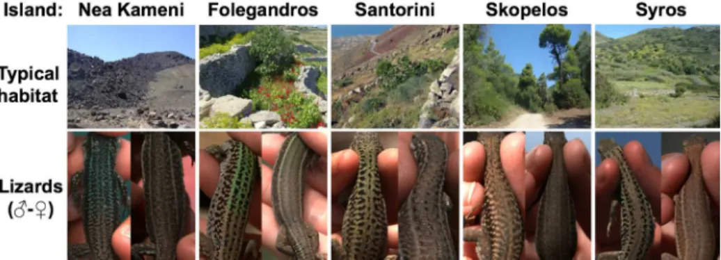 Fig 1. Example images of Aegean wall lizards ( Podarcis erhardii ) and their typical island habitats.