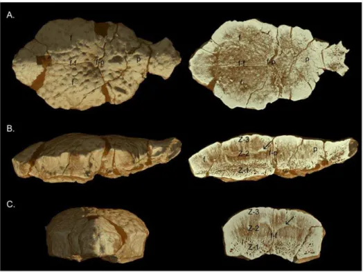 Figure 7. High-resolution CT images of AMNH 5450. A, dorsal view (left) and frontal section (right); B, lateral view (left) and sagittal section (right); C, anterior view (left) and transverse section through the frontal (right)