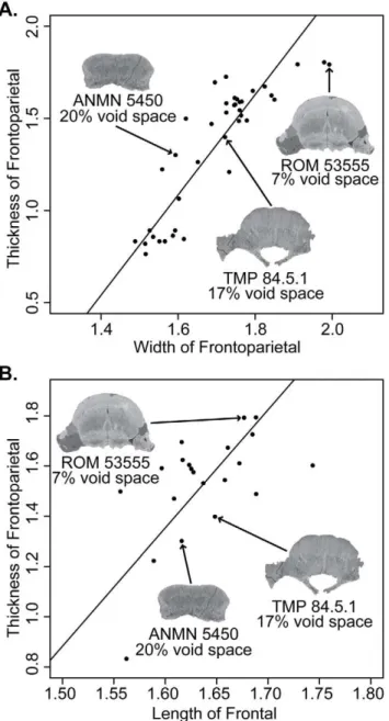 Figure 11. Bivariate logarithmic plots with RMA regression lines for frontoparietal thickness vs width (A) and  frontopari-etal thickness vs frontal length (B) and the CT scans for AMNH 5450, TMP 84.5.1, and ROM 5355 and their relative void-spaces (a proxy