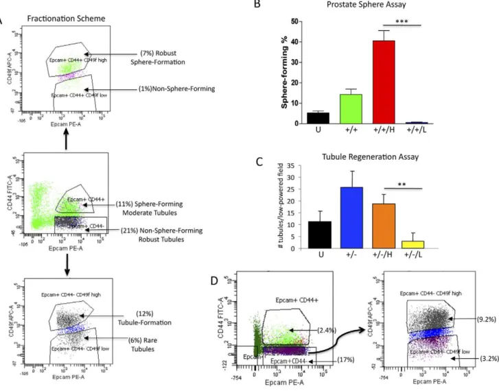 Figure 4. Identification and functional evaluation of CD49f Hi/Lo cells present in Epcam + CD44 + and Epcam + CD44 2 fractions