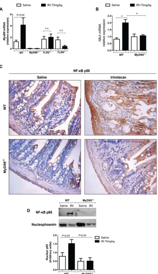 Fig 4. Intestinal mucositis is dependent on MyD88 and NF-κB expression. The mice (n = 6–9) were injected for 4 days with saline (3 mL/kg, open bars) or irinotecan (75 mg/kg, i.p., black bars) and were killed