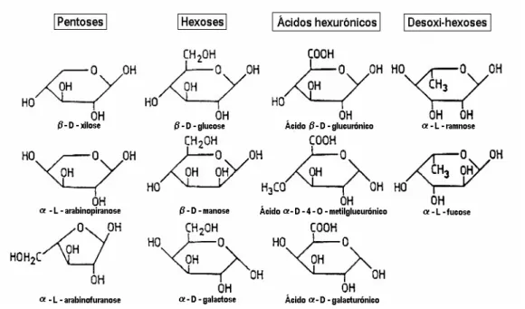 Figura 1.8.: Unidades de açúcar que podem constituir as hemiceluloses (Pereira, 1995)