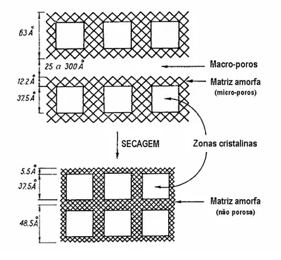 Figura 1.31.: Alteração da estrutura porosa da parede celular das fibras com a secagem  (Stone e Scalan, 1968)