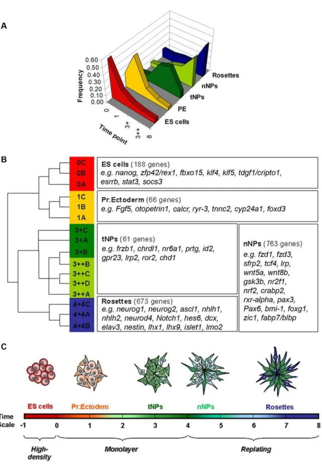 Figure 6. Clustering analysis of differentially expressed genes. A) Frequency distribution of the expression levels of the genes belonging to the five defined groups