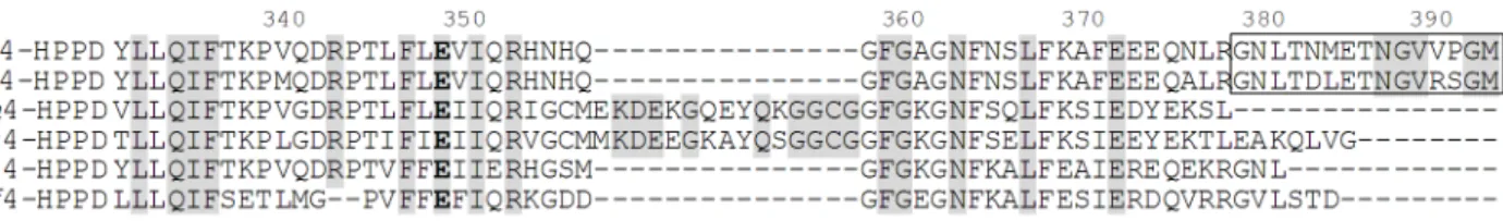 Figure 2. Alignment of amino acid sequences of the C-terminus of human 4-HPPD with enzymes from other species [37]