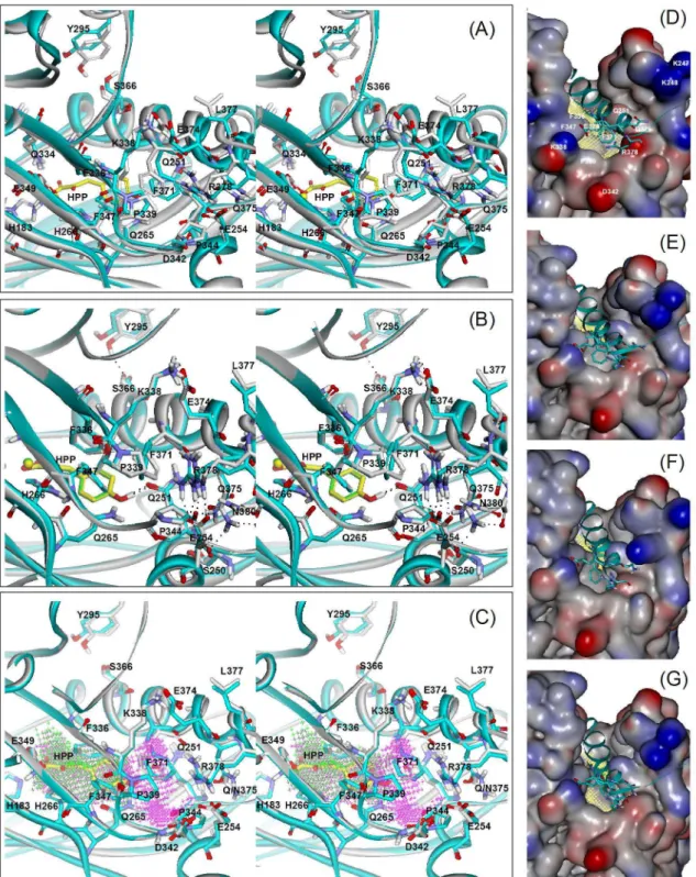 Figure 4. Models of 4-HPPD in complex with 4-HPP substrate. Superimposition of the model for the wild-type enzyme and the X-ray crystal structure of human 4-HPPD (PDB code: 3ISQ) [16] (A), and the models of DG379 (B), and Q375N (C) mutant enzymes (stereo i