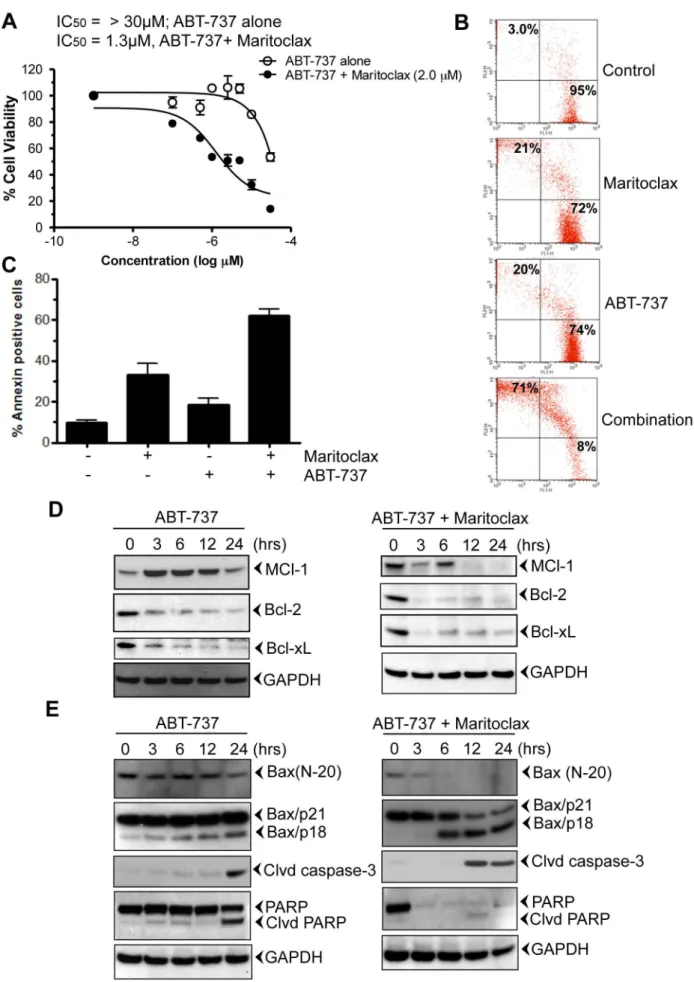 Figure 4. Maritoclax sensitizes melanoma cells to ABT-737. A , UACC903 cells were treated with increasing amount of ABT-737 (0.1–30 mM)