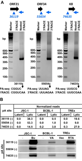 Figure 7. Validation of PA-seq-identified antisense RNAs to ORF21, ORF34, and ORF K8 by 3 9 RACE