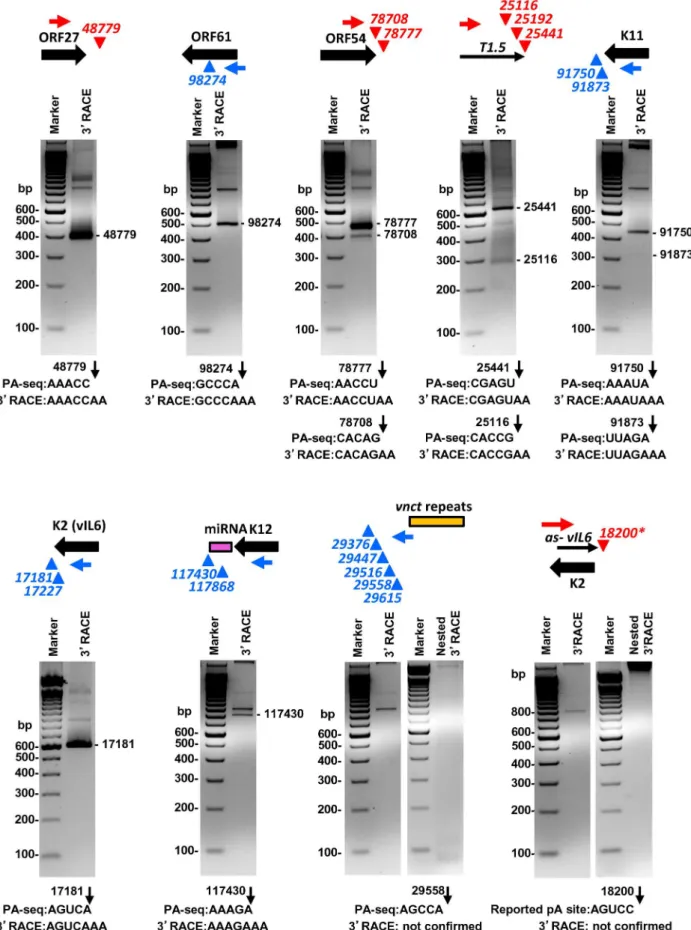 Figure 6. Validation of selected viral pA sites by 3 9 RACE. Diagrams above each gel display transcription direction of a gene with the mapped pA site(s) in plus (red) or minus (blue) strand