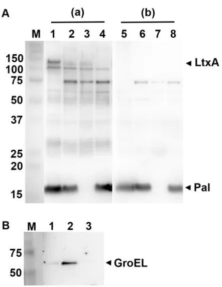 Fig 4. Immunoreactivity of A. actinomycetemcomitans OMVs. (A) Western blot analysis of reactivity of human sera with OMVs obtained from the A