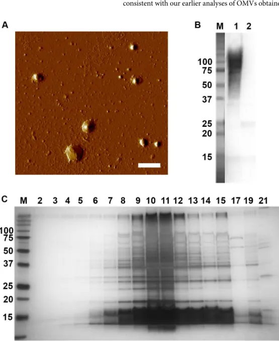 Fig 1. Purification of OMVs from A. actinomycetemcomitans strain 173. (A) Atomic force micrograph of OMVs obtained from strain 173 after density gradient centrifugation