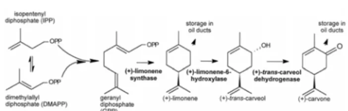 Fig. 3. Biosynhesis of limonene and its transformation  to carvone during storage