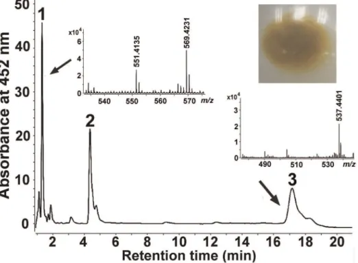 Figure 2. HPLC analysis and positive-ion APCI-MS spectra of the carotenoids produced by Sphingobium yanoikuyae XLDN2-5