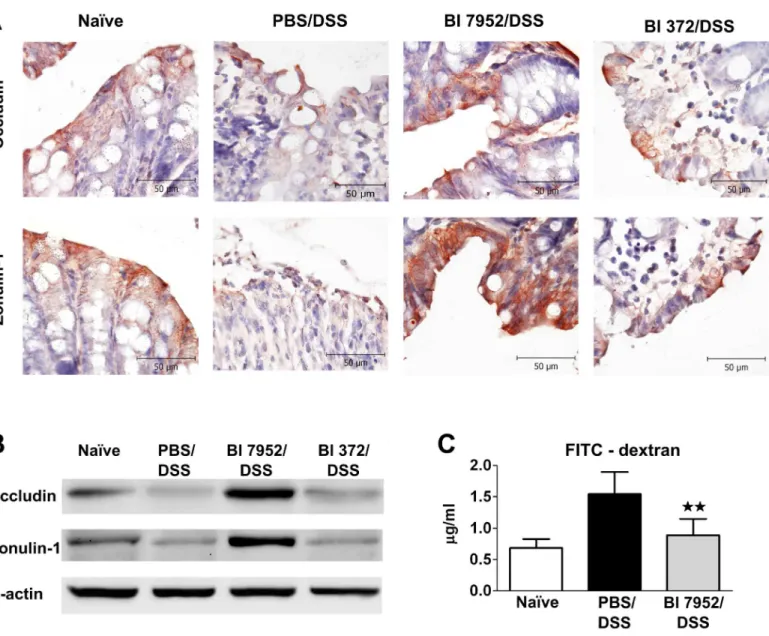 Fig 5. Bl 7952 induces upregulation of zonulin-1 and occludin in colon. Mice were treated with Bl 7952 (n = 10), with Bl 372 (n = 8) or with PBS (n = 10) on ten consecutive days or were left untreated (Na ï ve; n = 5)