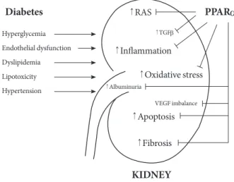 Fig. 2.  Protective actions of peroxisome proliferator-activated  receptor alpha (PPARα) agonists for the improvement of  dia-betic nephropathy