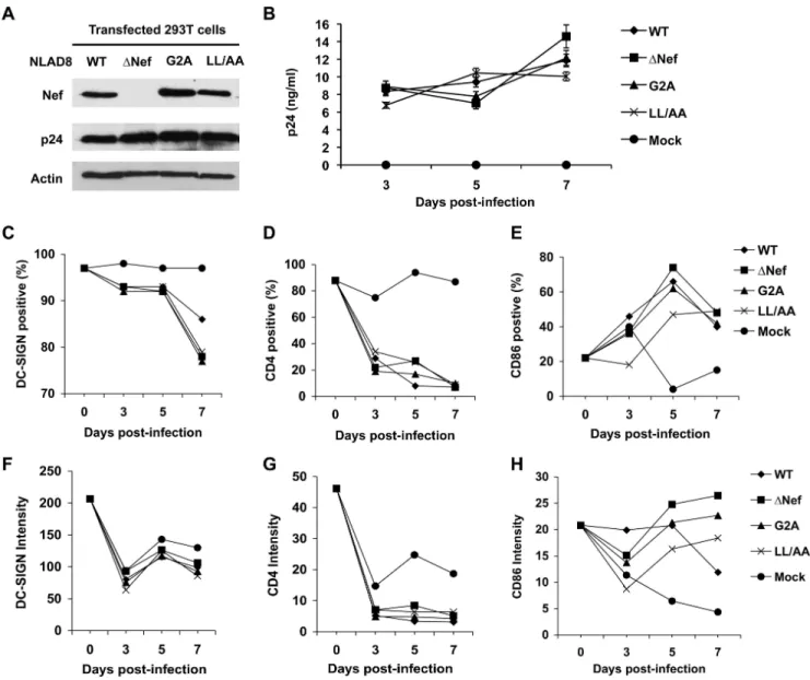 Figure 2. Effects of Nef on HIV-1 infection and maturation of DCs. (A) Nef expression of wild-type (WT) HIV-1 NLAD8 and Nef-mutated viruses ( D Nef, G2A, and LL/AA)