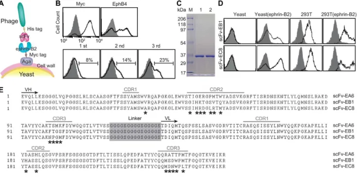 Figure 1. Selection, validation, and sequence of ephrin-B2-specific human single-chain antibodies
