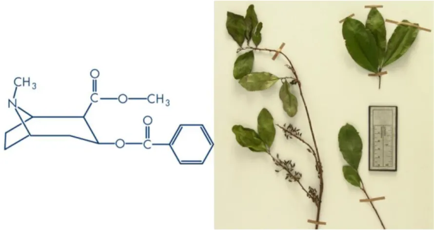 Figura  1:  Estrutura  química  do  alcalóide  cocaína  (à  esquerda)  e  folhas  da  planta Erythroxylum  coca  (à  direita) (Fonte: Restrepo et al., 2007)
