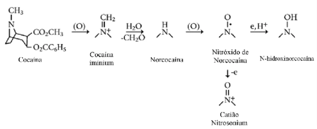 Figura 6: Metabolismo da cocaína, evidenciando a via oxidativa (adaptado de Kovacic, 2005)