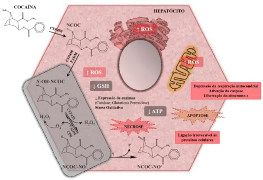 Figura 9: Mecanismo de hepatotoxicidade (adaptado de Valente et al., 2012). ATP: Adenosina Trifosfato; 