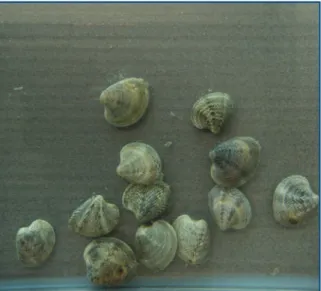 Figure 7. Number of clams that died at the acclimatisation stages for  each of the 7 toxicity tests.