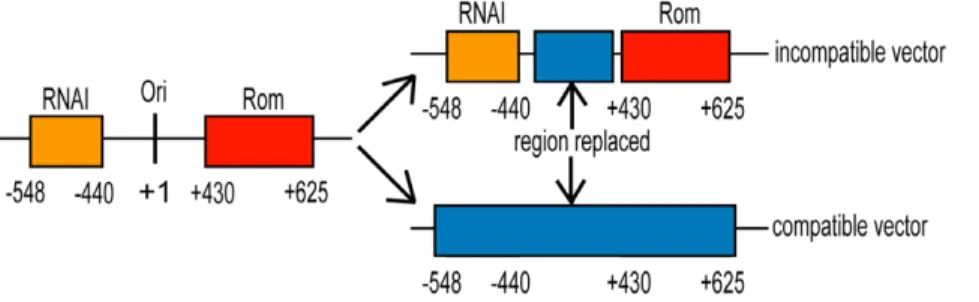 Figure 1. Schematic representation of the replacement of the origin of replication of pBR322 derived vectors