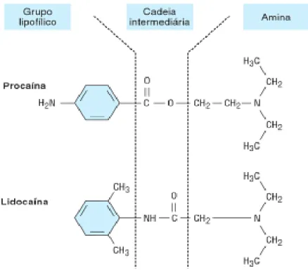 Figura  4:  Estrutura  química  de  dois  protótipos  de  anestésicos  locais,  o  aminoéster procaína e a aminoamida lidocaína (Katzung, 2007)