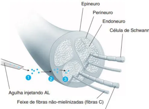 Figura 5: Anatomia do nervo periférico (Golan et al., 2009). 