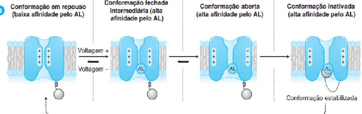 Figura 7: Ligação dum AL a diferentes conformações do canal de sódio num  período refratário longo (Golan et al., 2009)