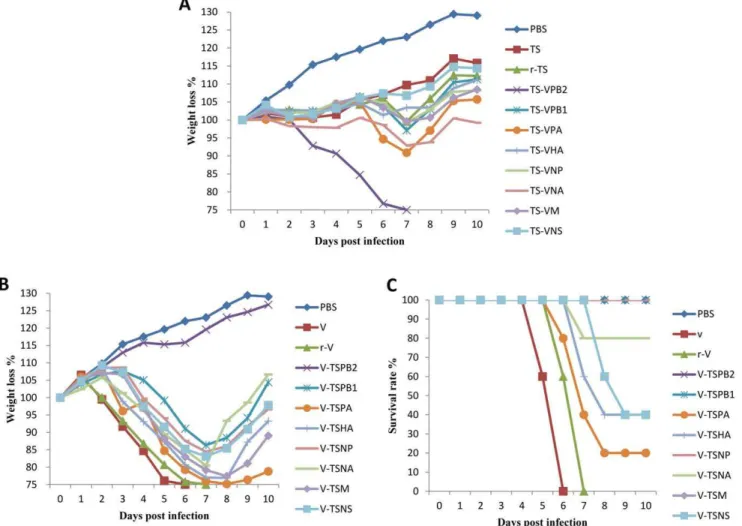 Figure 2. Weight changes of mice infected with wild-type, parental and recombinants viruses